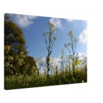 Wall Art Wildflower Canvas Wrap Gift Idea Wildflowers Home Decor Wall Canvas Blue Sky Canvas Photographic Image Flowers